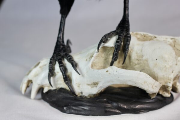 Raven on a resin wolf skull - Image 7