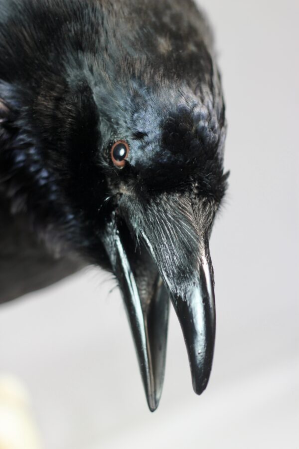 Raven on a resin wolf skull - Image 8