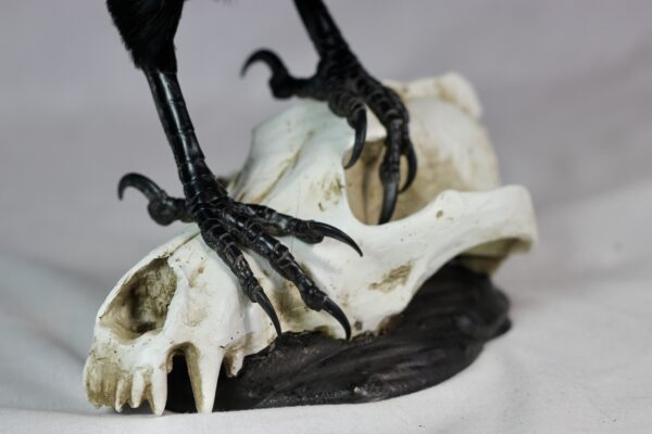 Raven on a resin wolf skull - Image 9