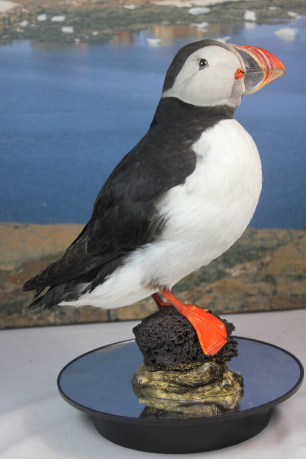 Puffin taxidermy #5 - Image 2