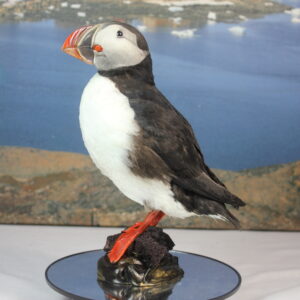 Puffin taxidermy #5