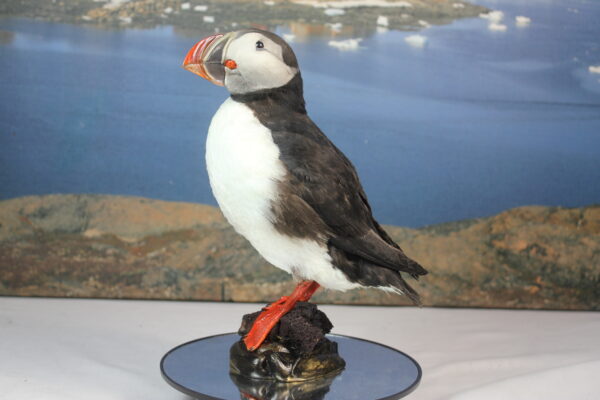 Puffin taxidermy #5