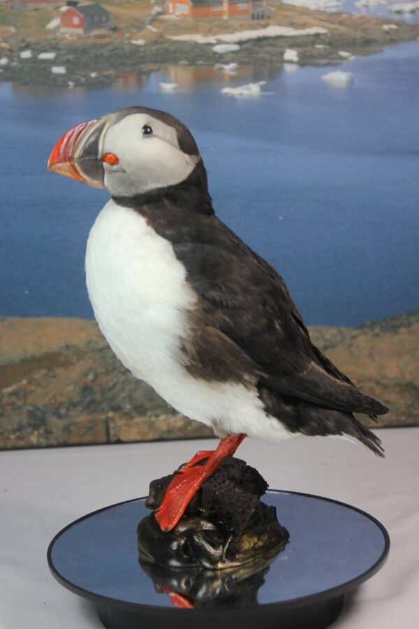 Puffin taxidermy #5 - Image 4