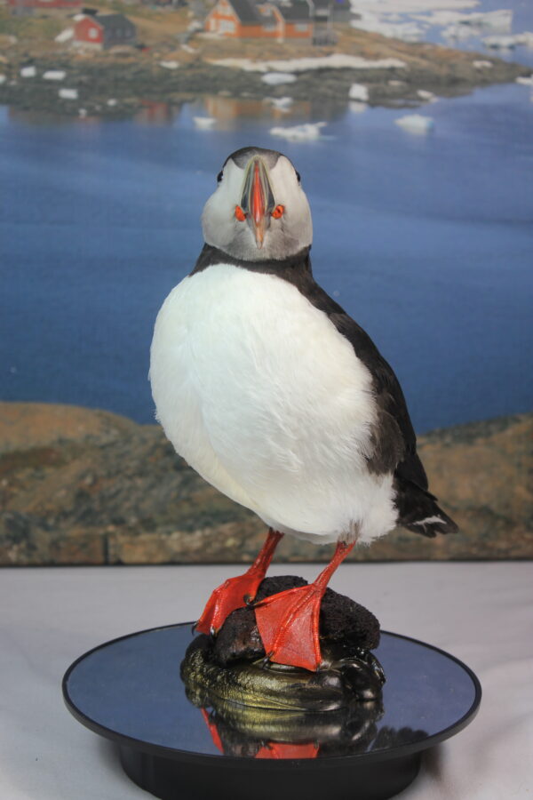 Puffin taxidermy #5 - Image 5