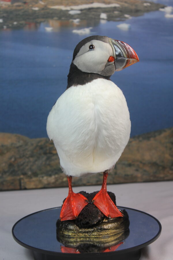Puffin taxidermy #5 - Image 6