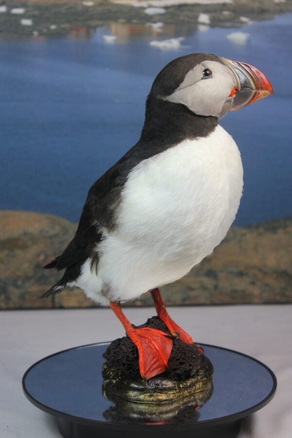 Puffin taxidermy #5 - Image 7