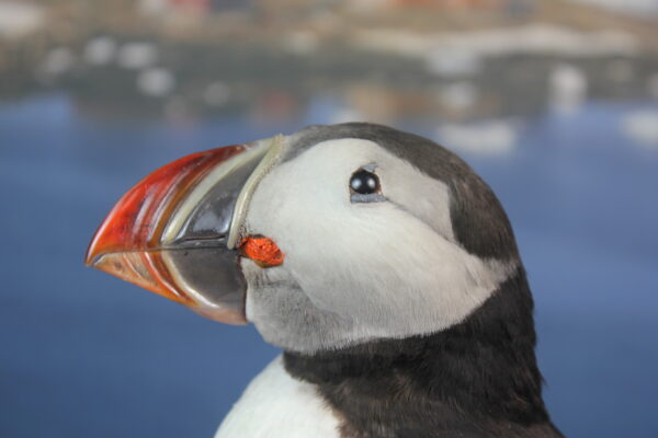 Puffin taxidermy #5 - Image 9