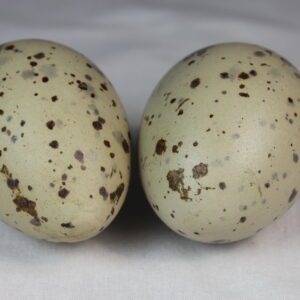 Glauchious gull eggs