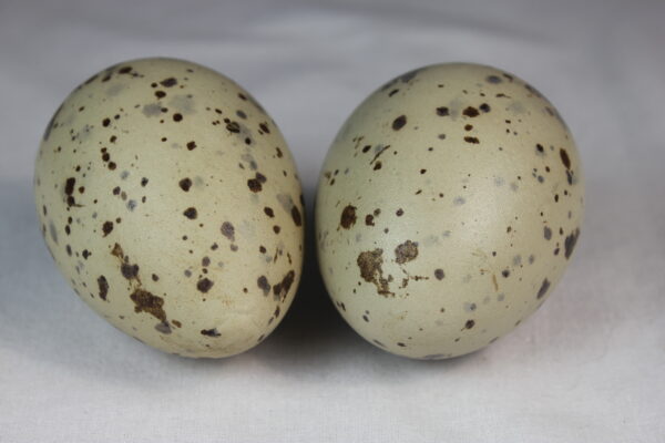 Glauchious gull eggs