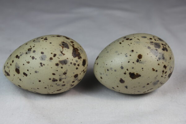 Glauchious gull eggs - Image 3