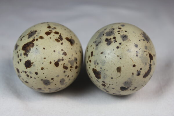 Glauchious gull eggs - Image 4