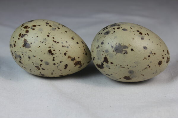 Glauchious gull eggs - Image 5