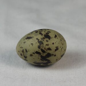Arctic tern egg# #2
