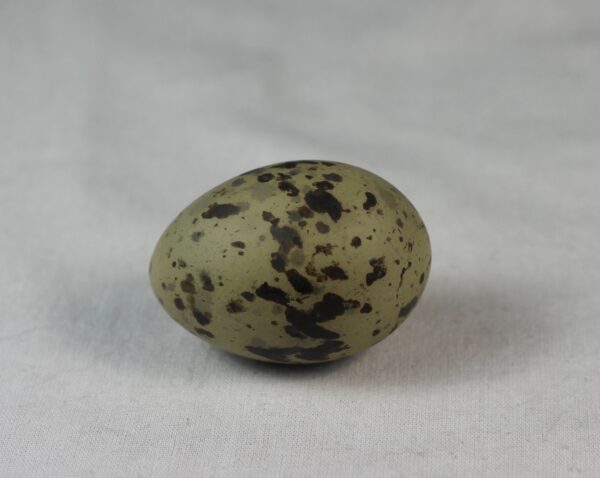 Arctic tern egg# #2