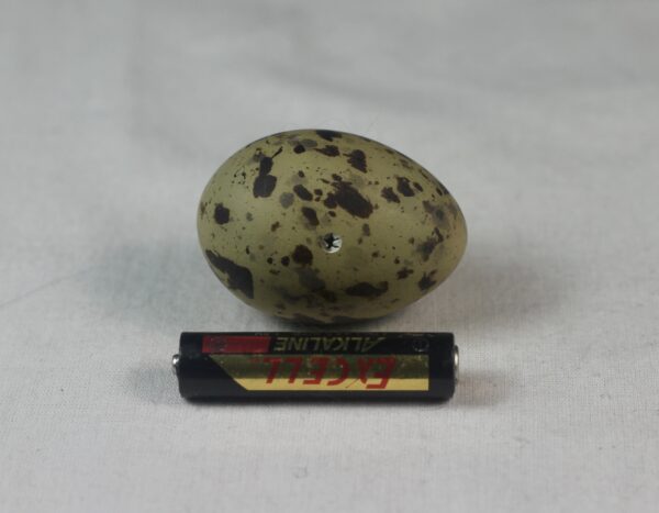 Arctic tern egg# #2 - Image 3
