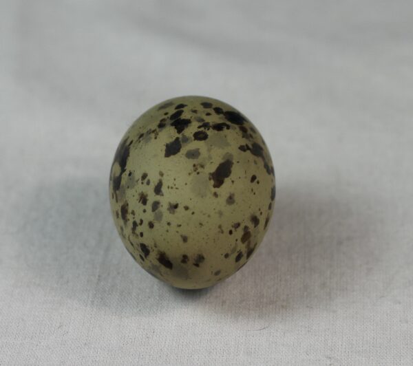 Arctic tern egg# #2 - Image 4