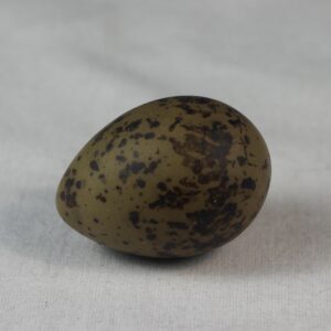 Arctic tern egg# #3
