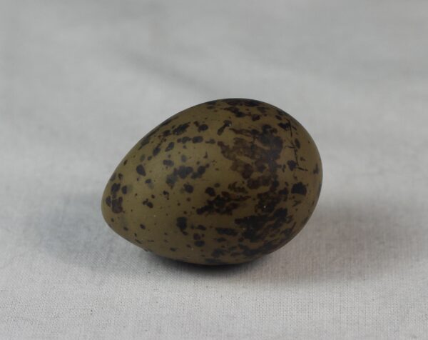 Arctic tern egg# #3