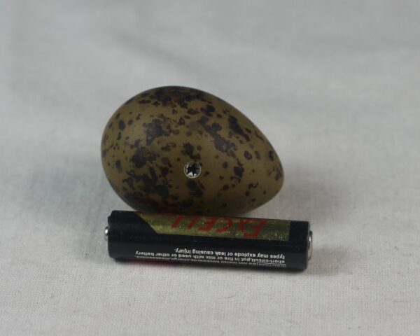 Arctic tern egg# #3 - Image 3