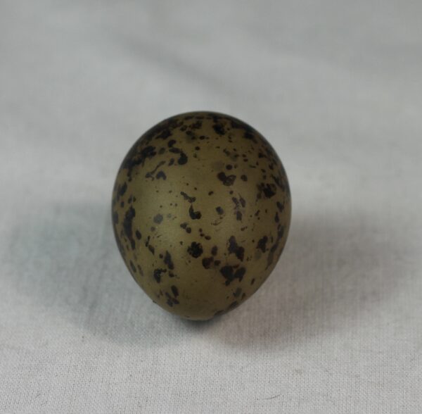 Arctic tern egg# #3 - Image 4