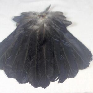 Raven tail feathers