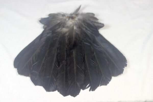 Raven tail feathers