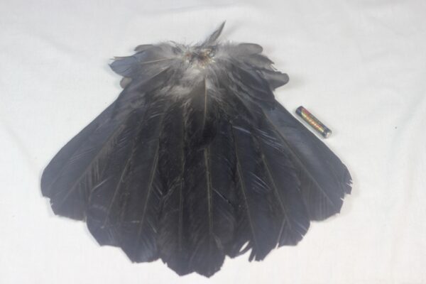 Raven tail feathers - Image 3
