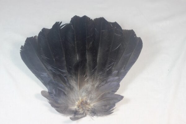 Raven tail feathers - Image 4