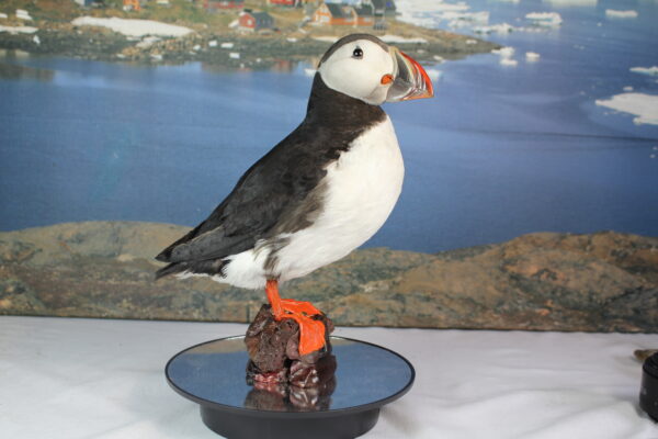 Puffin taxidermy #9 - Image 2