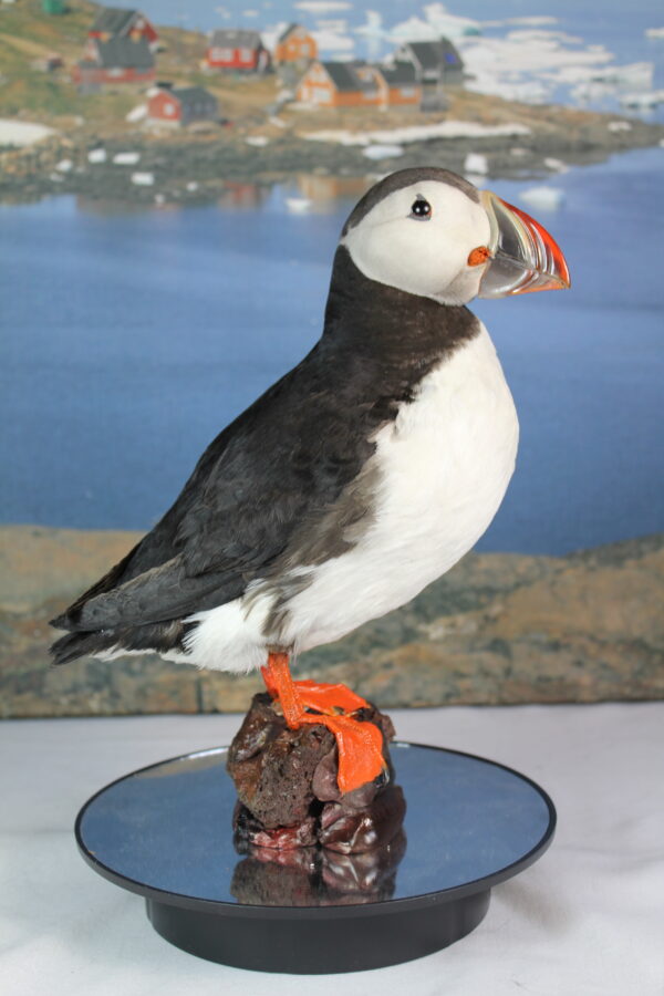 Puffin taxidermy #9 - Image 3