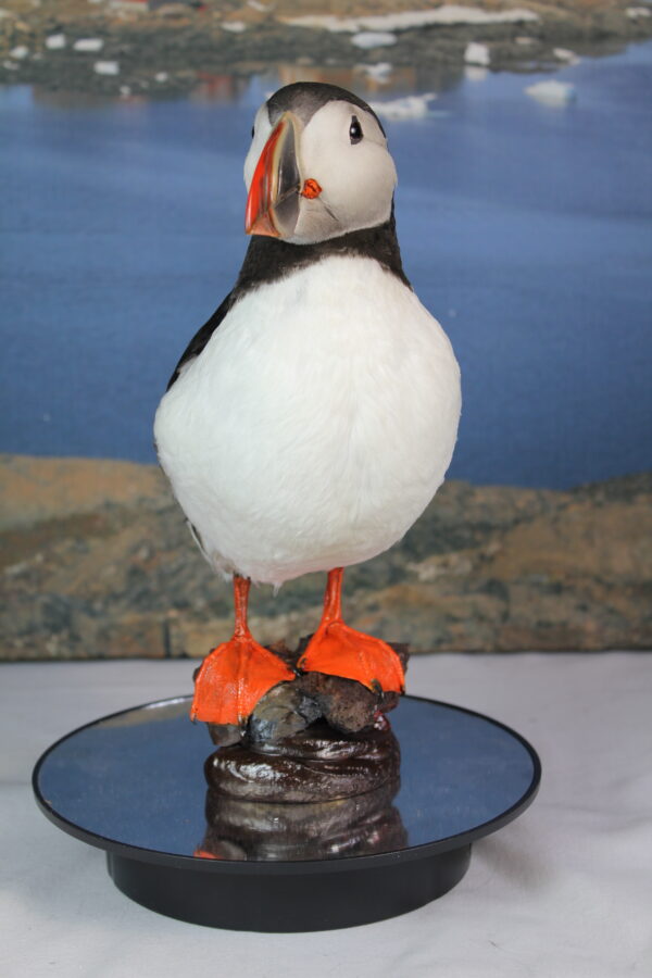 Puffin taxidermy #9 - Image 8