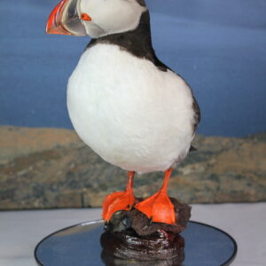 Puffin taxidermy #9