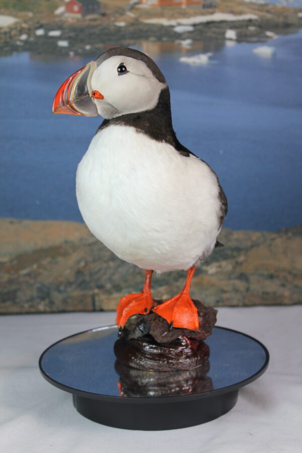 Puffin taxidermy #9