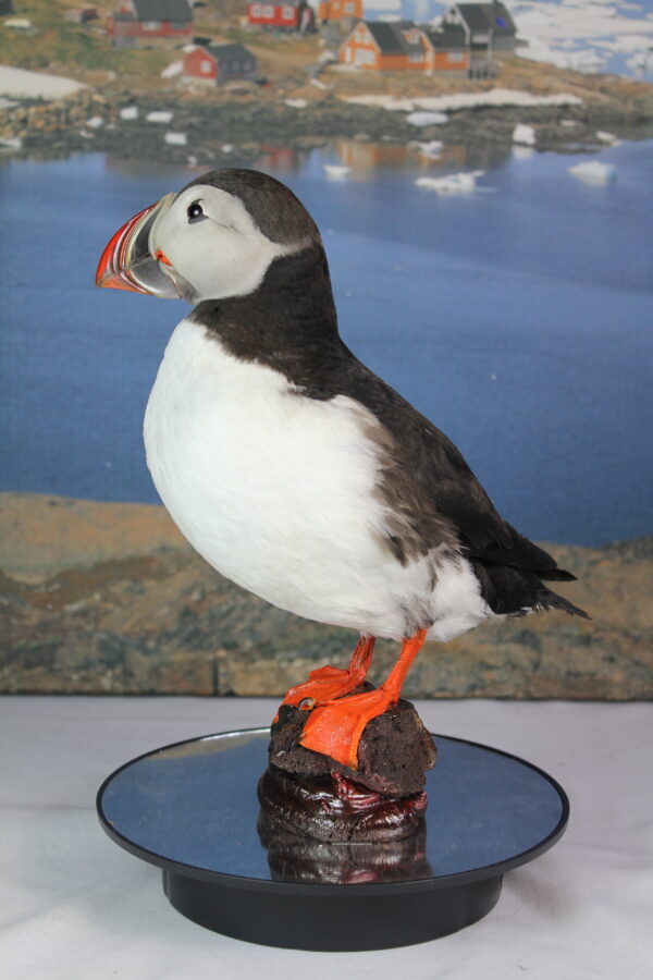 Puffin taxidermy #9 - Image 5