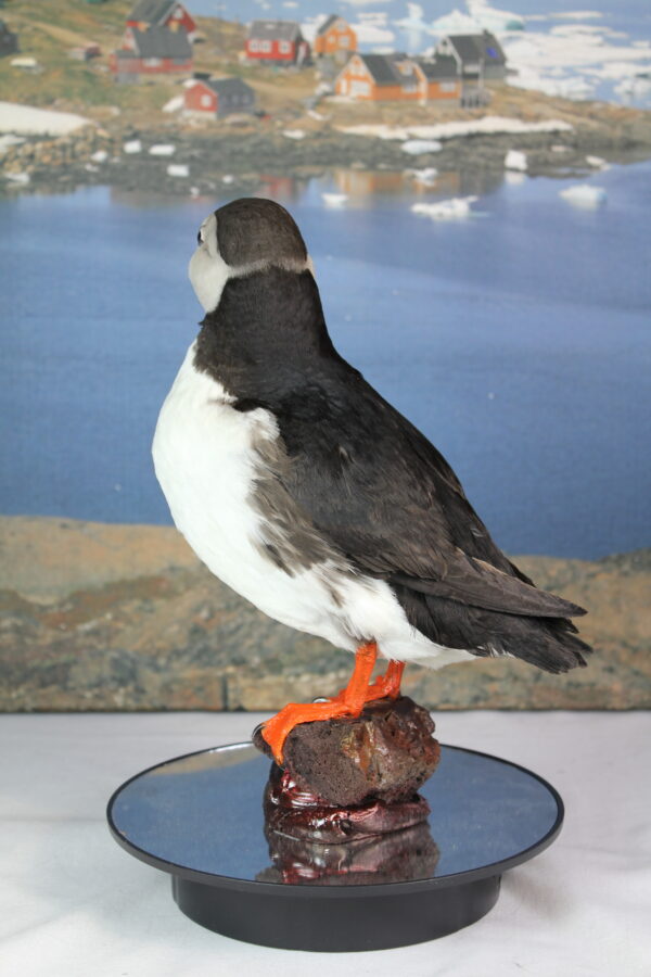 Puffin taxidermy #9 - Image 6