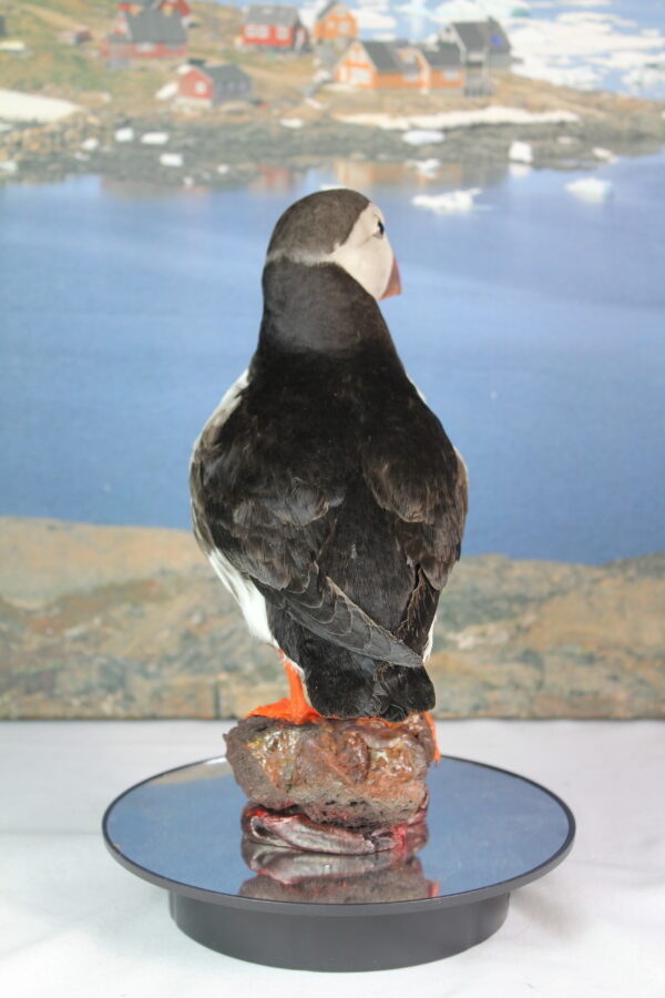 Puffin taxidermy #9 - Image 7