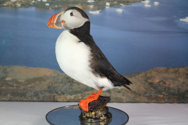 Puffin taxidermy #8 - Image 2
