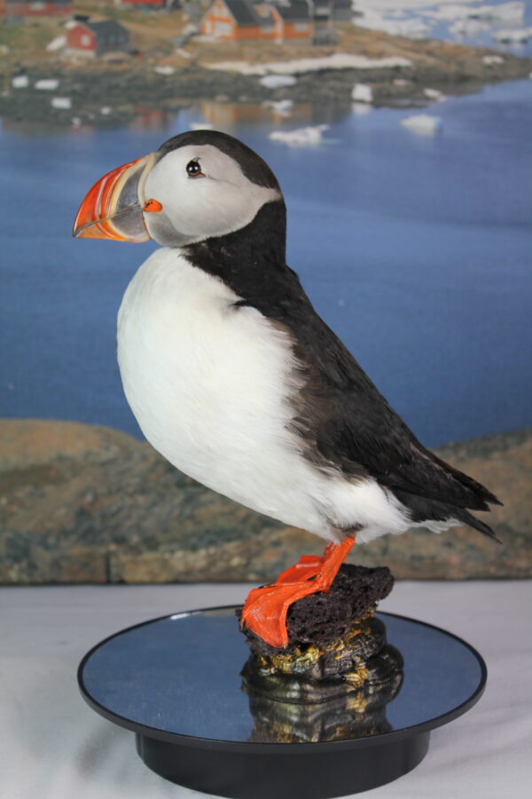 Puffin taxidermy #8 - Image 3