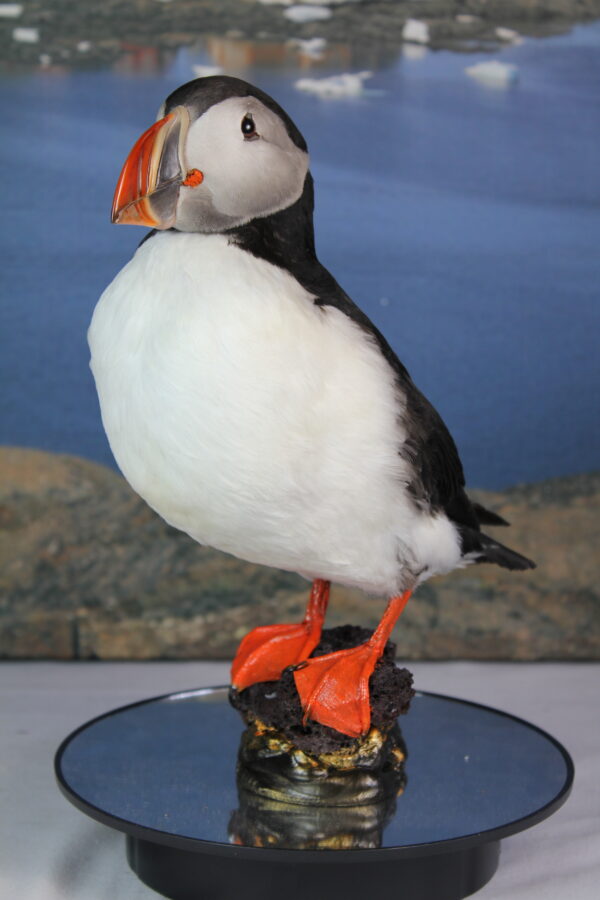 Puffin taxidermy #8 - Image 4
