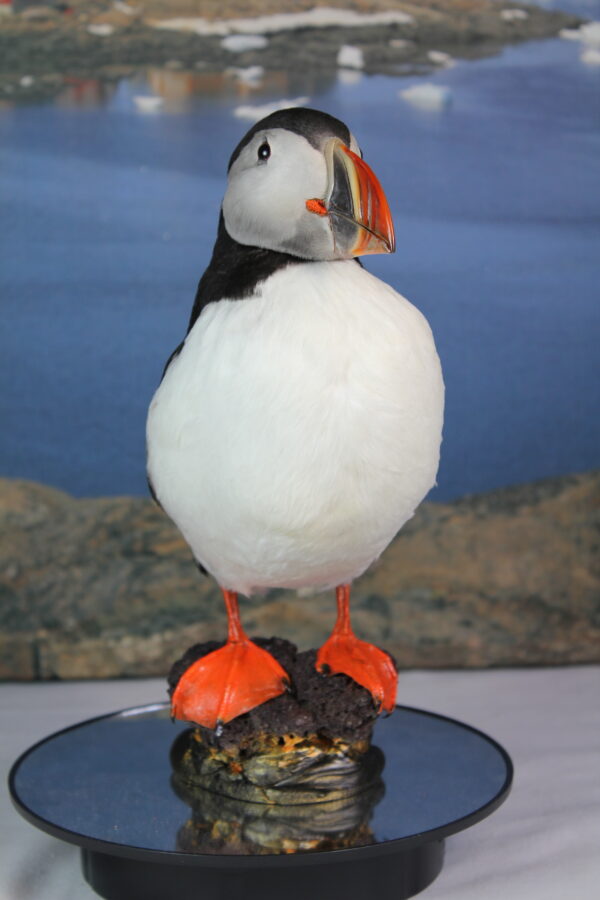 Puffin taxidermy #8 - Image 5