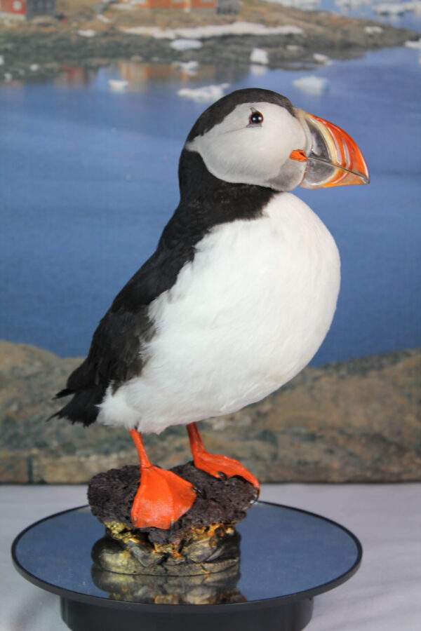 Puffin taxidermy #8 - Image 6