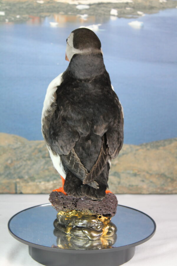 Puffin taxidermy #8 - Image 7
