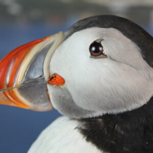 Puffin taxidermy #8