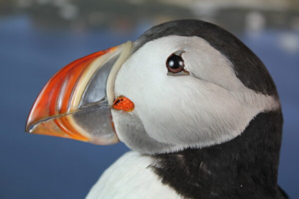 Puffin taxidermy #8