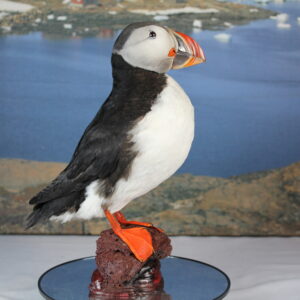 Puffin taxidermy #10