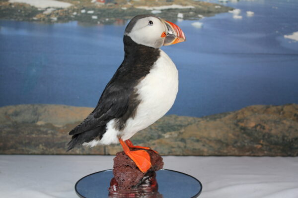 Puffin taxidermy #10