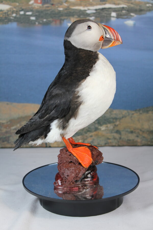 Puffin taxidermy #10 - Image 3