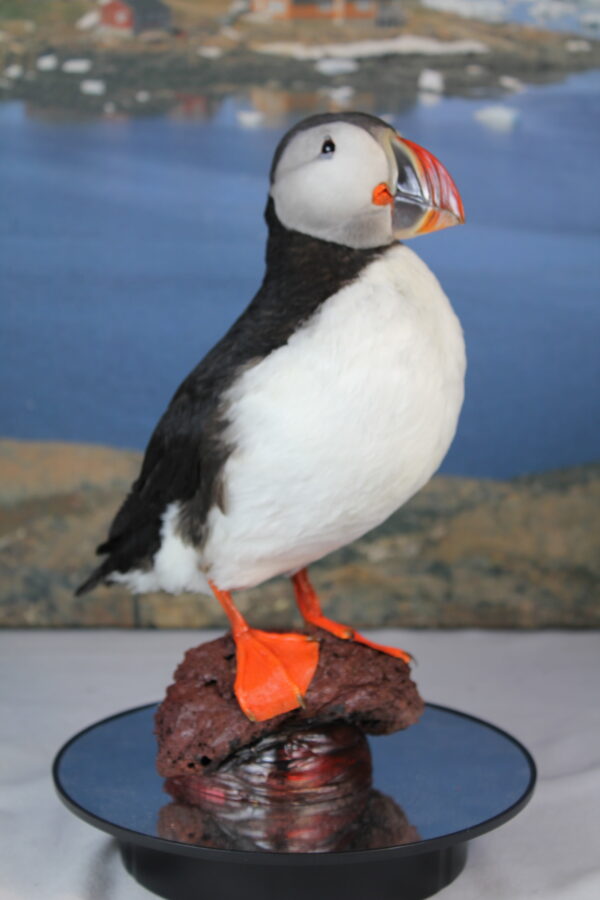 Puffin taxidermy #10 - Image 4