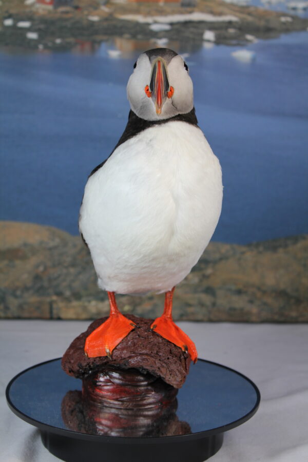 Puffin taxidermy #10 - Image 5