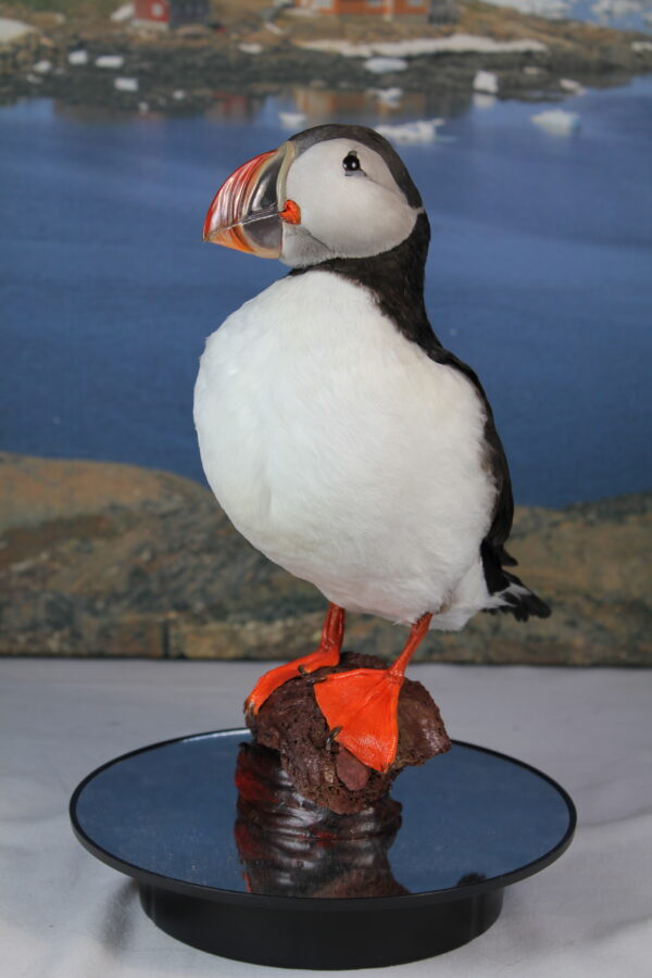 Puffin taxidermy #10 - Image 6